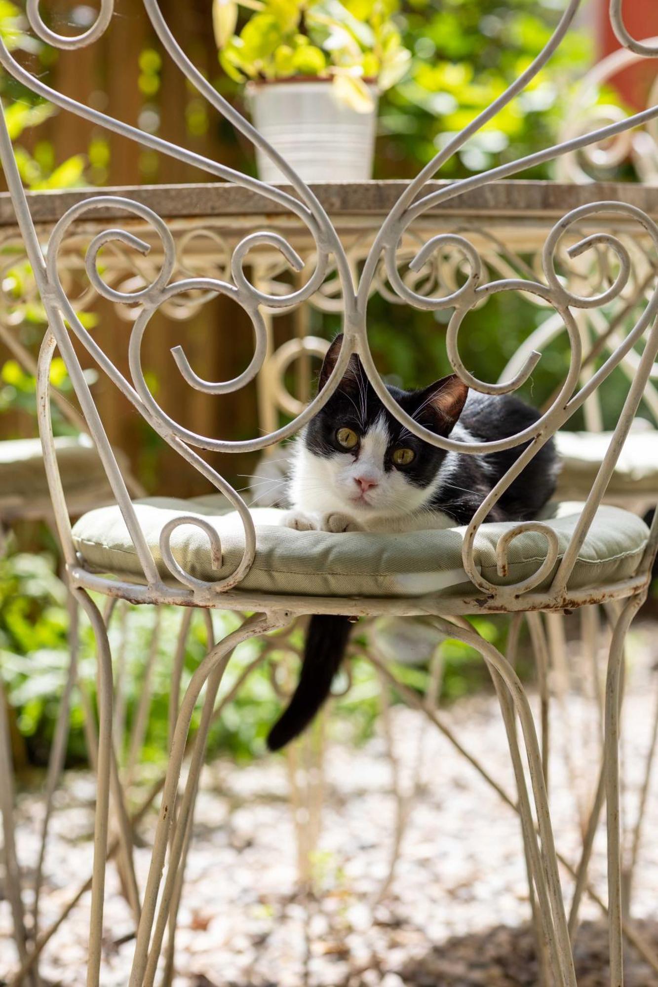 Secret Garden Firenze B&B Dış mekan fotoğraf